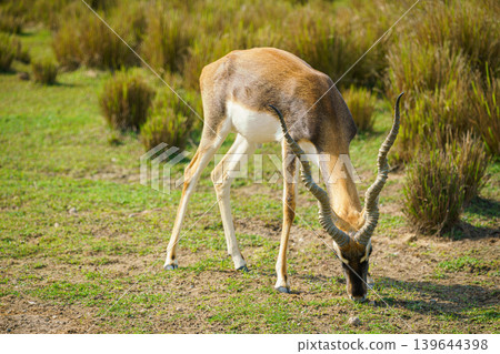 Sir Bani Yas Island, United Arab Emirates - Jan 18 2024, Close-up view of antelopes grazing in a field, savannah, in a safari park, Sir Bani Yas Island, UAE Sir Bani Yas Island, United Arab Emirates - Jan 18 2024, Close-up view of antelopes grazing in a field, savannah, in a safari park, Sir Bani Yas Island, UAE 139644398