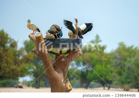 Sir Bani Yas island, United Arab Emirates - Jan 18 2024, panoramic view of a wild duck nest with birds flying nearby, in a safari park, without people, at daytime, Sir Bani Yas island, UAE Sir Bani Yas island, United Arab Emirates - Jan 18 2024, panoramic view of a wild duck nest with birds flying nearby, in a safari park, without people, at daytime, Sir Bani Yas island, UAE 139644406