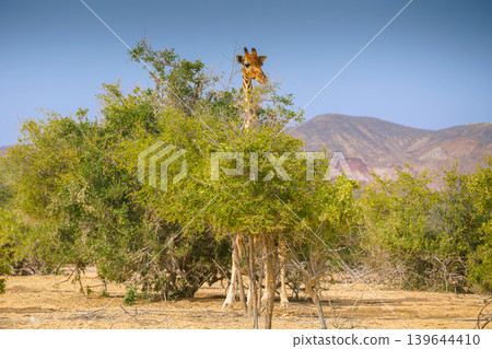 Sir Bani Yas Island, United Arab Emirates - Jan 18 2024, Panoramic view of a giraffe walking among the trees, full-length, at daytime, in a safari park of the Sir Bani Yas Island, UAE 139644410