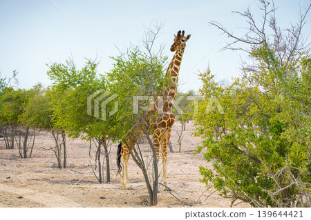 Sir Bani Yas Island, United Arab Emirates - Jan 18 2024, Panoramic view of a giraffe walking among the trees, full-length, at daytime, in a safari park of the Sir Bani Yas Island, UAE Sir Bani Yas Island, United Arab Emirates - Jan 18 2024, Panoramic view of a giraffe walking among the trees, full-length, at daytime, in a safari park of the Sir Bani Yas Island, UAE 139644421