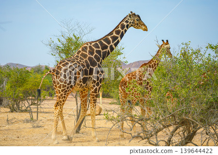 Sir Bani Yas Island, United Arab Emirates - Jan 18 2024, Panoramic view of a giraffe walking among the trees, full-length, at daytime, in a safari park of the Sir Bani Yas Island, UAE Sir Bani Yas Island, United Arab Emirates - Jan 18 2024, Panoramic view of a giraffe walking among the trees, full-length, at daytime, in a safari park of the Sir Bani Yas Island, UAE 139644422