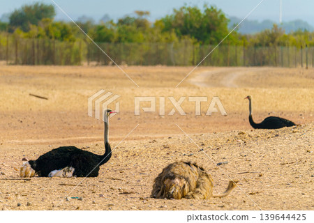 Sir Bani Yas island, United Arab Emirates - Jan 18 2024, Panoramic view of ostriches relaxing in a field, in a safari park, during the day, without people, Sir Bani Yas, UAE Sir Bani Yas island, United Arab Emirates - Jan 18 2024, Panoramic view of ostriches relaxing in a field, in a safari park, during the day, without people, Sir Bani Yas, UAE 139644425