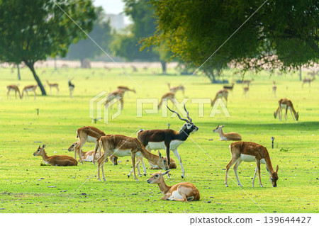 Sir Bani Yas Island, United Arab Emirates - Jan 18 2024, panoramic view of a wide field with trees, where gazelles and antelopes graze and rest, in safari park Sir Bani Yas Island, UAE Sir Bani Yas Island, United Arab Emirates - Jan 18 2024, panoramic view of a wide field with trees, where gazelles and antelopes graze and rest, in safari park Sir Bani Yas Island, UAE 139644427