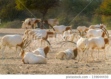 Sir Bani Yas Island, United Arab Emirates - Jan 18 2024, close-up view of a herd of saber-horned antelopes, or Saharan oryx, resting in field at daytime, in a safari parkSir Bani Yas Island, UAE Sir Bani Yas Island, United Arab Emirates - Jan 18 2024, close-up view of a herd of saber-horned antelopes, or Saharan oryx, resting in field at daytime, in a safari parkSir Bani Yas Island, UAE 139644430