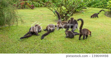 A Family Group of Coatis at Play on the Ground in Costa Rica A Family Group of Coatis at Play on the Ground in Costa Rica 139644498