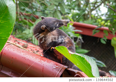 White-Nosed Coati Looks Comical Scratching its Back on a Roof in Costa Rica White-Nosed Coati Looks Comical Scratching its Back on a Roof in Costa Rica 139644502