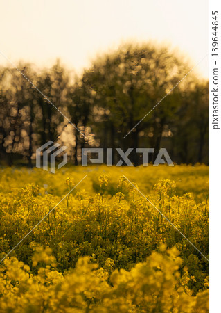 A field of rapeseed flowers in full bloom, bathed in the light of dusk. A field of rapeseed flowers in full bloom, bathed in the light of dusk. 139644845