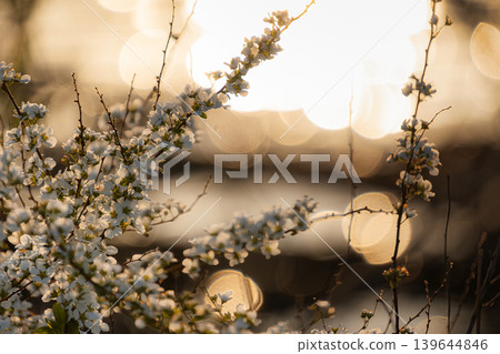 The dazzling bokeh on the water's surface at dusk, and the spirea in full bloom. The dazzling bokeh on the water's surface at dusk, and the spirea in full bloom. 139644846