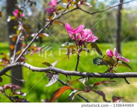Pink Crabapple Blossoms Blooming on Branch in Spring Garden 139644904