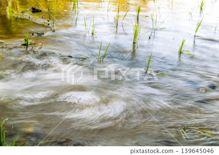 A scene of filling a rice paddy with water after planting seedlings. A scene of filling a rice paddy with water after planting seedlings. 139645046