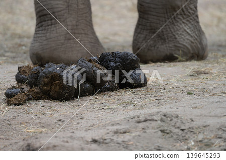 Close-up of fresh elephant dung on sandy ground. Close-up of fresh elephant dung on sandy ground. 139645293