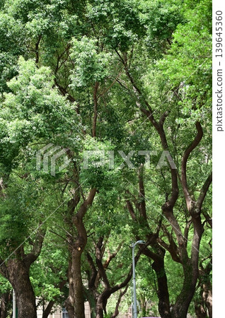 The scene of the public park in Taipei city, Taiwan. Green trees in the park in Taipei. Nature and travel concept. 139645360
