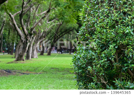 The scene of the public park in Taipei city, Taiwan. Green trees in the park in Taipei. Nature and travel concept. 139645365