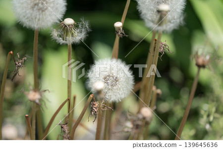 Dandelion, fluff, close-up, macro, spring, nature, bokeh, background material, calming, wildflower Dandelion, fluff, close-up, macro, spring, nature, bokeh, background material, calming, wildflower 139645636
