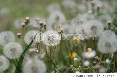 Dandelions, fluffy seeds, clusters, spring, wildflowers, nature, landscape, bokeh, calming, background material, natural Dandelions, fluffy seeds, clusters, spring, wildflowers, nature, landscape, bokeh, calming, background material, natural 139645637