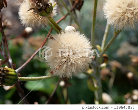 Tsubaki's fluff Tsubaki's fluff 139645855