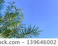 Long, slender leaves reaching towards the blue sky 139646002