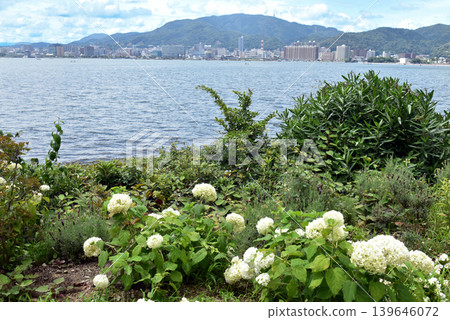 Hydrangea flowers and Lake Biwa Hydrangea flowers and Lake Biwa 139646072