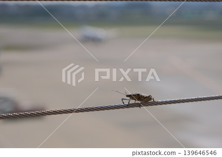 A brown marmorated stink bug perched on an airport wire. 139646546
