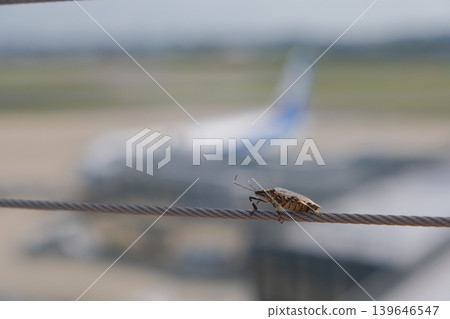 A brown marmorated stink bug perched on an airport wire. 139646547