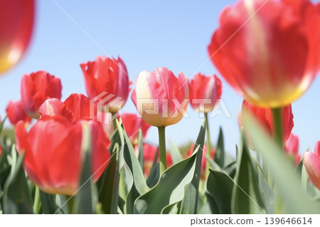 Colorful tulips blooming in the spring park Colorful tulips blooming in the spring park 139646614