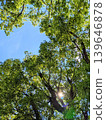 Komorebi 139646878