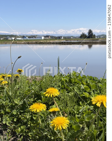 Dandelions, rice paddies, and snow-capped mountains: A spring scene in Nishikagura, Asahikawa, Hokkaido. Dandelions, rice paddies, and snow-capped mountains: A spring scene in Nishikagura, Asahikawa, Hokkaido. 139647062