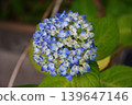 Blue hydrangeas blooming at the entrance of the park 139647146