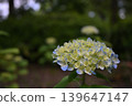 White hydrangeas blooming beside the park 139647147