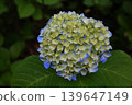 Blue hydrangeas along the park's walking path 139647149