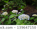 White hydrangeas blooming in the park along the river 139647150