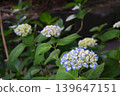 White hydrangeas blooming at the entrance to the park along the river. 139647151