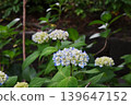White hydrangeas blooming beside the park along the river 139647152