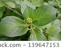 Hydrangea buds 139647153