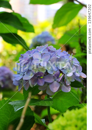 Blue hydrangea Blue hydrangea 139647202