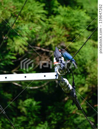 Flying Forest Jewel Roller 139647262