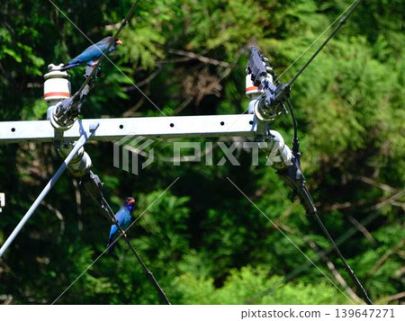 Flying Forest Jewel Roller Flying Forest Jewel Roller 139647271