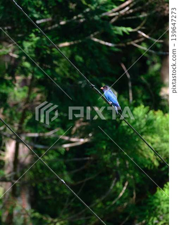 Flying Forest Jewel Roller Flying Forest Jewel Roller 139647273
