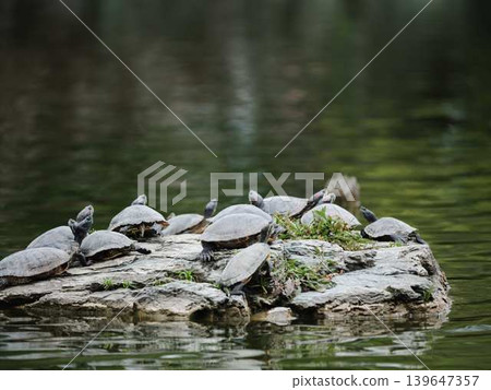 Turtles: Red-eared sliders (Trachemys scripta elegans) Turtles: Red-eared sliders (Trachemys scripta elegans) 139647357