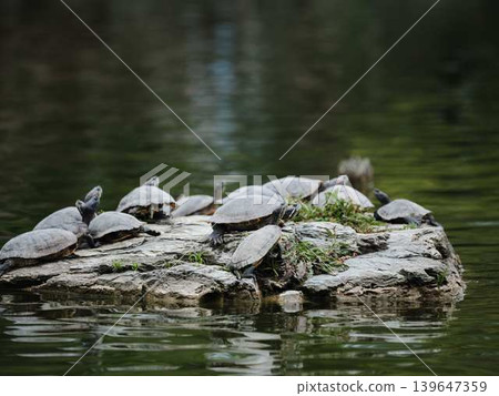Turtles: Red-eared sliders (Trachemys scripta elegans) Turtles: Red-eared sliders (Trachemys scripta elegans) 139647359