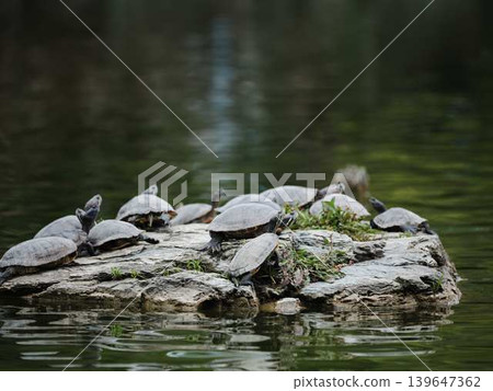 Turtles: Red-eared sliders (Trachemys scripta elegans) Turtles: Red-eared sliders (Trachemys scripta elegans) 139647362