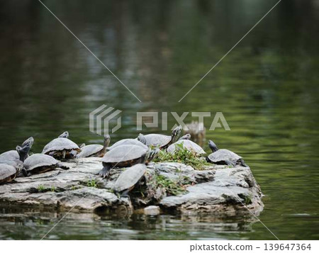 Turtles: Red-eared sliders (Trachemys scripta elegans) Turtles: Red-eared sliders (Trachemys scripta elegans) 139647364