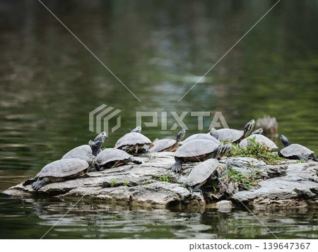 Turtles: Red-eared sliders (Trachemys scripta elegans) Turtles: Red-eared sliders (Trachemys scripta elegans) 139647367