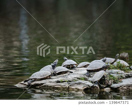 Turtles: Red-eared sliders (Trachemys scripta elegans) Turtles: Red-eared sliders (Trachemys scripta elegans) 139647371