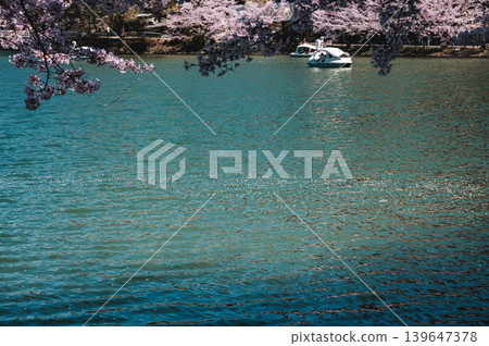 [Garyu Park] Cherry blossom petals scattered on the pond and swan boats [Suzaka City] 139647378