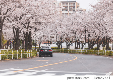 Black car driving on a road lined with blooming cherry blossom trees in spring Black car driving on a road lined with blooming cherry blossom trees in spring 139647651