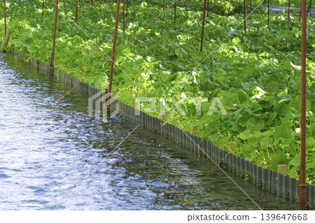Fresh wasabi grown in a wasabi field by a clear stream. Fresh wasabi grown in a wasabi field by a clear stream. 139647668
