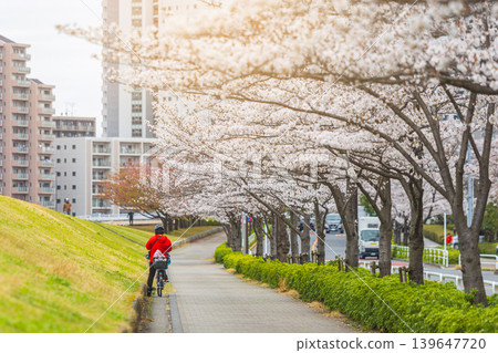 Person cycling along a path lined with blooming cherry blossom trees in a city Person cycling along a path lined with blooming cherry blossom trees in a city 139647720
