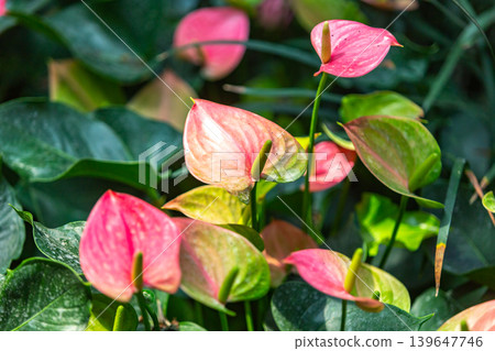 Vibrant pink anthurium flowers bloom amidst lush green foliage in a garden 139647746