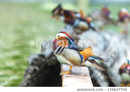 Vibrant mandarin duck with striking plumage perched on a weathered surface Vibrant mandarin duck with striking plumage perched on a weathered surface 139647748